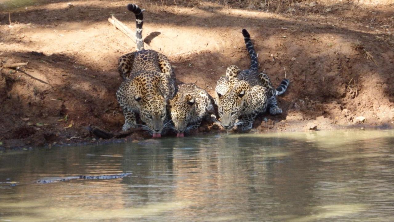 Villa Kele Parque nacional Yala Exterior foto